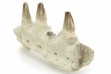 Mosasaur Jaw Section with Three Teeth - Morocco #220667-6